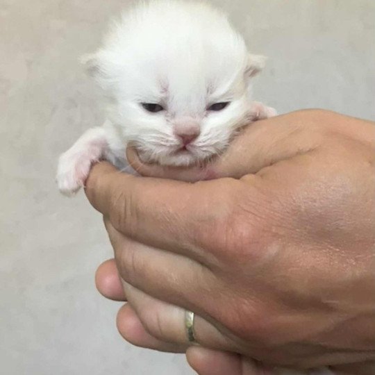 chaton Selkirk Rex Longhair point Azalée Chatterie Bouledefrisouille *Elevage de Selkirk Rex* (chat mouton / frisé)  point