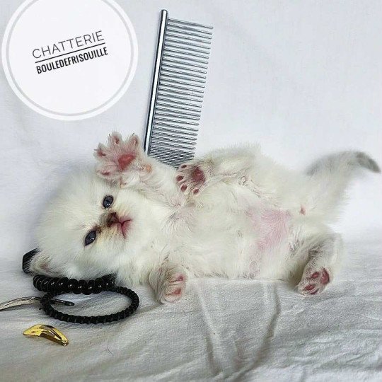 chaton Selkirk Rex Longhair point Azalée Chatterie Bouledefrisouille *Elevage de Selkirk Rex* (chat mouton / frisé)  point