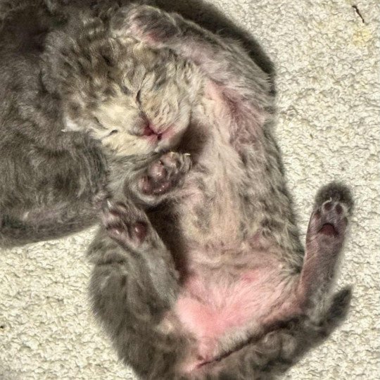 Bouledefrisouille Aruba Femelle Selkirk Rex Longhair