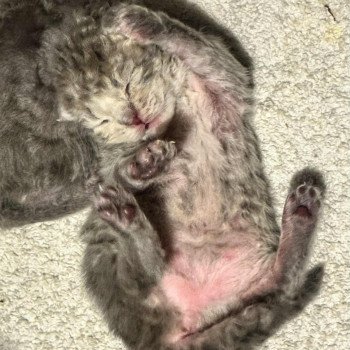 Bouledefrisouille Aruba Femelle Selkirk Rex Longhair