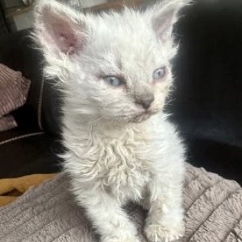 Bouledefrisouille Alaska Femelle Selkirk Rex Longhair