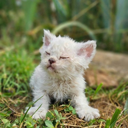 chaton Selkirk Rex Longhair point Alaska Chatterie Bouledefrisouille *Elevage de Selkirk Rex* (chat mouton / frisé)  point