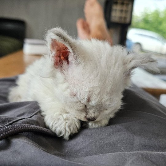 chaton Selkirk Rex Longhair point Alaska Chatterie Bouledefrisouille *Elevage de Selkirk Rex* (chat mouton / frisé)  point