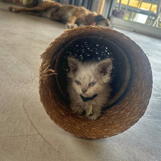 chaton Selkirk Rex Longhair point Alaska Chatterie Bouledefrisouille *Elevage de Selkirk Rex* (chat mouton / frisé)  point