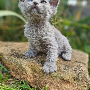 Bouledefrisouille Arizona Femelle Selkirk Rex Longhair