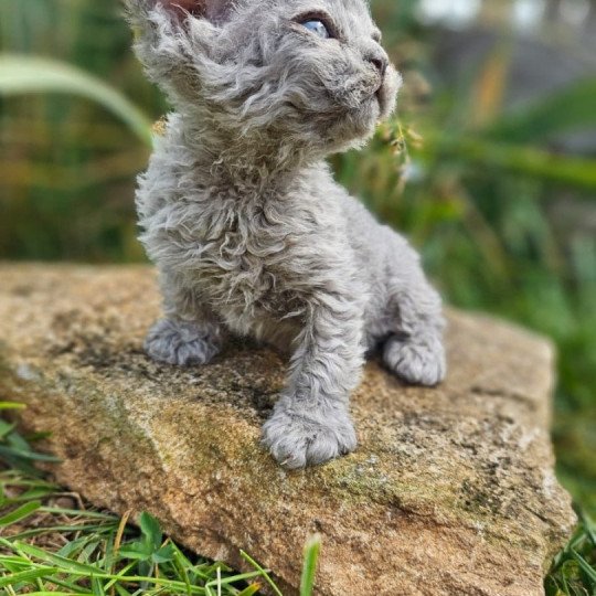 chaton Selkirk Rex Longhair blue tabby Arizona Chatterie Bouledefrisouille *Elevage de Selkirk Rex* (chat mouton / frisé) blue tabby