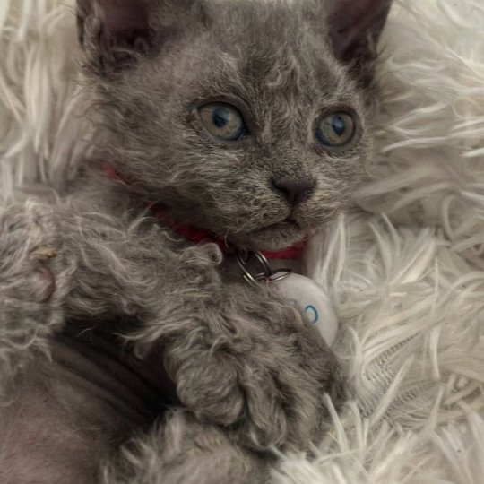 chaton Selkirk Rex Longhair blue tabby Arizona Chatterie Bouledefrisouille *Elevage de Selkirk Rex* (chat mouton / frisé) blue tabby