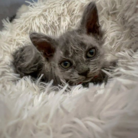 chaton Selkirk Rex Longhair blue tabby Arizona Chatterie Bouledefrisouille *Elevage de Selkirk Rex* (chat mouton / frisé) blue tabby