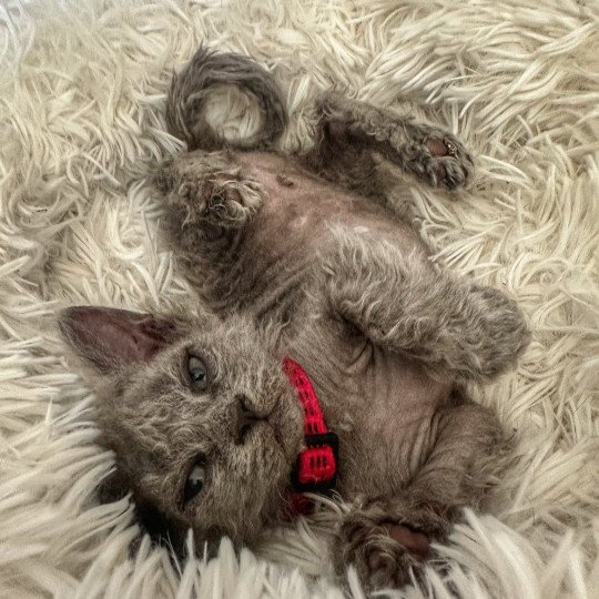 chaton Selkirk Rex Longhair blue tabby Arizona Chatterie Bouledefrisouille *Elevage de Selkirk Rex* (chat mouton / frisé) blue tabby