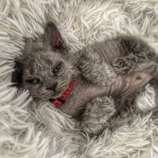 chaton Selkirk Rex Longhair blue tabby Arizona Chatterie Bouledefrisouille *Elevage de Selkirk Rex* (chat mouton / frisé) blue tabby