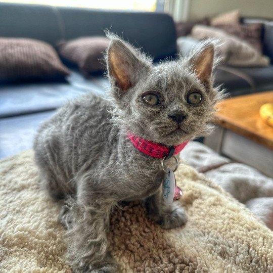 chaton Selkirk Rex Longhair blue tabby Arizona Chatterie Bouledefrisouille *Elevage de Selkirk Rex* (chat mouton / frisé) blue tabby