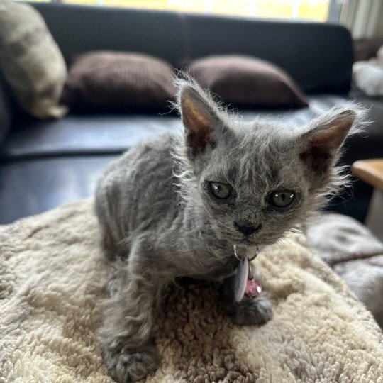 chaton Selkirk Rex Longhair blue tabby Arizona Chatterie Bouledefrisouille *Elevage de Selkirk Rex* (chat mouton / frisé) blue tabby