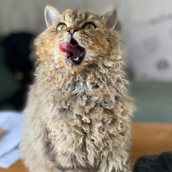 Bouledefrisouille Bouledefrisouille Shaée Femelle Selkirk Rex Longhair