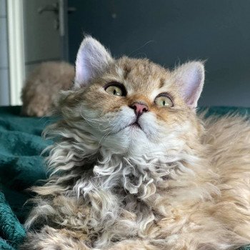Bouledefrisouille Bouledefrisouille Solveïg Femelle Selkirk Rex Longhair
