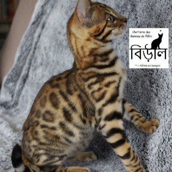 Chatons Bengal Chat Du Bengal Get Images