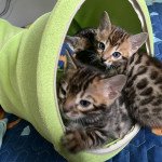 UP TO ME PANTHERA DU MAQUIS Femelle Bengal UP TO ME PANTHERA DU MAQUIS Femelle Bengal