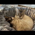 NESLON DU FELIN EMPEREUR Mâle Bengal NESLON DU FELIN EMPEREUR Mâle Bengal