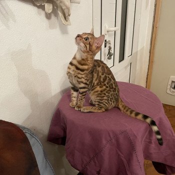TEMPURA PANTHERA DU MAQUIS Femelle Bengal