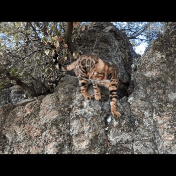 Chatterie panthera du maquis