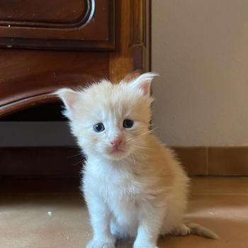 A... Mâle Maine coon