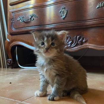 A2 Femelle Maine coon