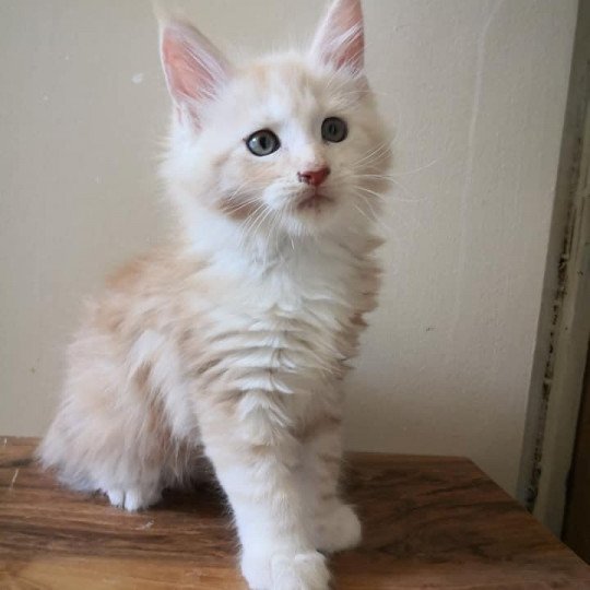 Peplum Les Matous Du Canigou Chat Maine Coon A Vendre Peplum Les Matous Du Canigou Chat Maine Coon A Vendre