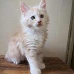 PEPLUM Mâle Maine coon PEPLUM Mâle Maine coon