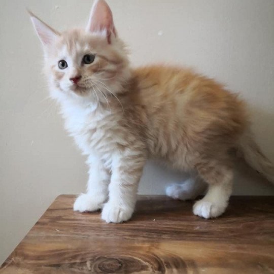 Percy Les Matous Du Canigou Chat Maine Coon A Vendre