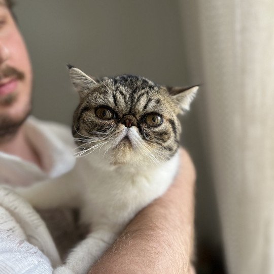 chat Exotic Shorthair brown mackerel tabby TOSCANE Chatterie Félin D’intérieur brown mackerel tabby bicolor