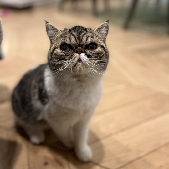 chat Exotic Shorthair brown mackerel tabby TOSCANE Chatterie Félin D’intérieur brown mackerel tabby bicolor