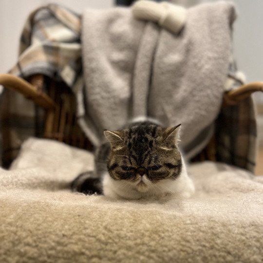 chat Exotic Shorthair brown mackerel tabby TOSCANE Chatterie Félin D’intérieur brown mackerel tabby bicolor