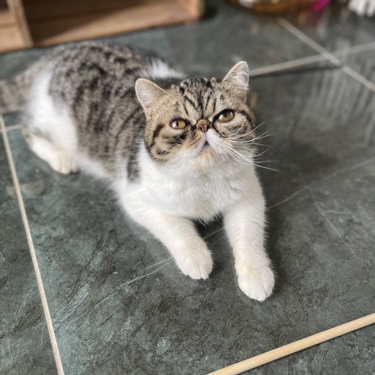 chat Exotic Shorthair brown mackerel tabby TOSCANE Chatterie Félin D’intérieur brown mackerel tabby bicolor