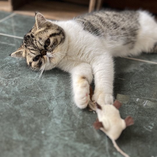 chat Exotic Shorthair brown mackerel tabby TOSCANE Chatterie Félin D’intérieur brown mackerel tabby bicolor