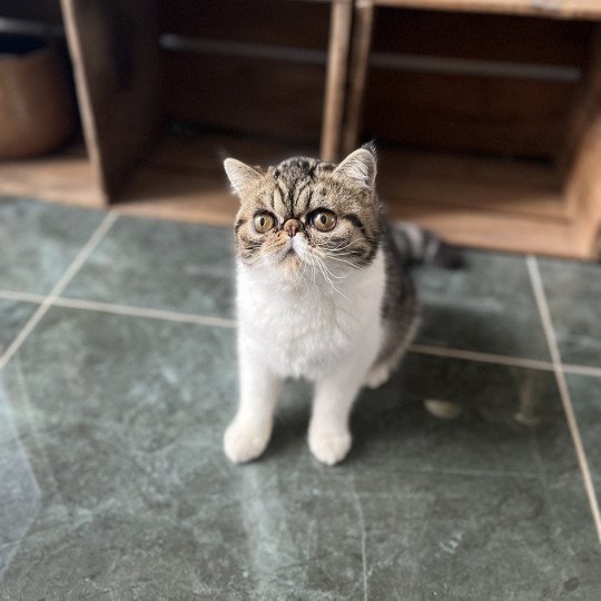 chat Exotic Shorthair brown mackerel tabby TOSCANE Chatterie Félin D’intérieur brown mackerel tabby bicolor