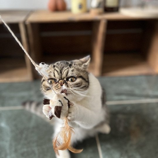 chat Exotic Shorthair brown mackerel tabby TOSCANE Chatterie Félin D’intérieur brown mackerel tabby bicolor