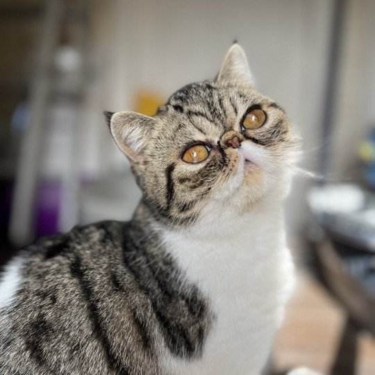 chat Exotic Shorthair brown mackerel tabby TOSCANE Chatterie Félin D’intérieur brown mackerel tabby bicolor