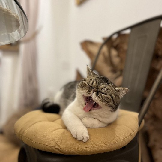 chat Exotic Shorthair brown mackerel tabby TOSCANE Chatterie Félin D’intérieur brown mackerel tabby bicolor