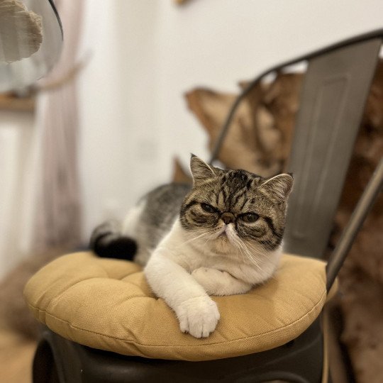 chat Exotic Shorthair brown mackerel tabby TOSCANE Chatterie Félin D’intérieur brown mackerel tabby bicolor