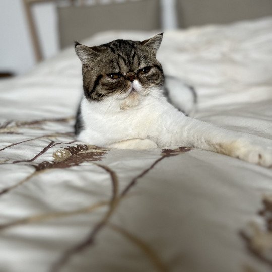 chat Exotic Shorthair brown mackerel tabby TOSCANE Chatterie Félin D’intérieur brown mackerel tabby bicolor