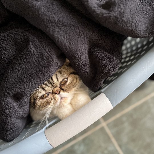chat Exotic Shorthair brown mackerel tabby TOSCANE Chatterie Félin D’intérieur brown mackerel tabby bicolor