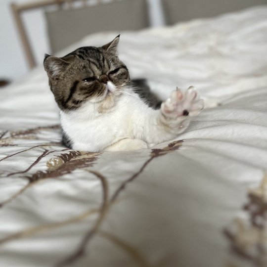 chat Exotic Shorthair brown mackerel tabby TOSCANE Chatterie Félin D’intérieur brown mackerel tabby bicolor