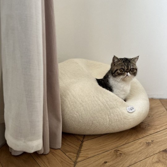 chat Exotic Shorthair brown mackerel tabby TOSCANE Chatterie Félin D’intérieur brown mackerel tabby bicolor
