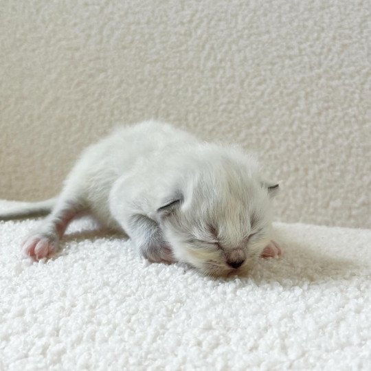 chaton Sacré de Birmanie Achille Chatterie Félin D’intérieur  