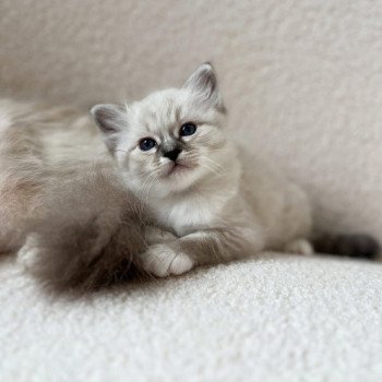 Amour Des Félins D’intérieur Mâle Sacré de Birmanie