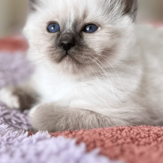 chaton Sacré de Birmanie seal point Aimé Chatterie Félin D’intérieur seal point