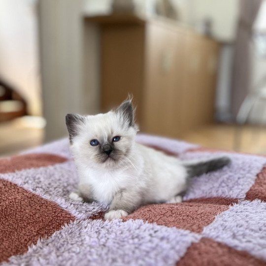chaton Sacré de Birmanie seal point Aimé Chatterie Félin D’intérieur seal point