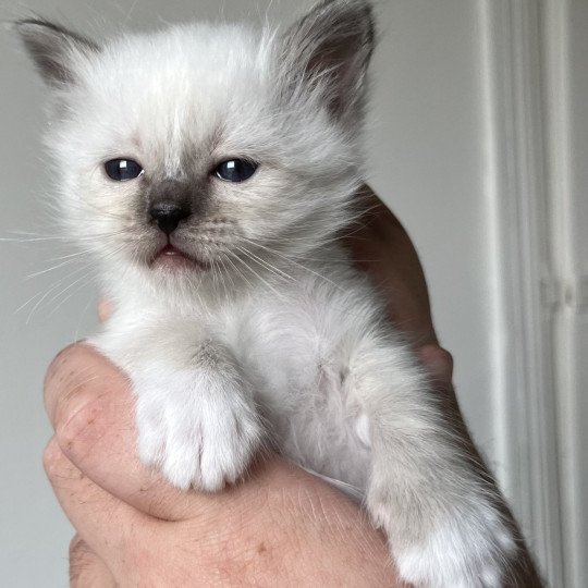 chaton Sacré de Birmanie Angelie Chatterie Félin D’intérieur seal smoke point