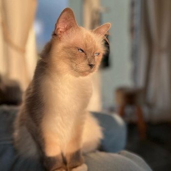 POUPETTE Femelle Sacré de Birmanie