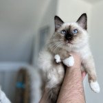 Ulrik Mâle Sacré de Birmanie Ulrik Mâle Sacré de Birmanie