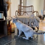 SILVER Mâle Siamese Shorthair SILVER Mâle Siamese Shorthair